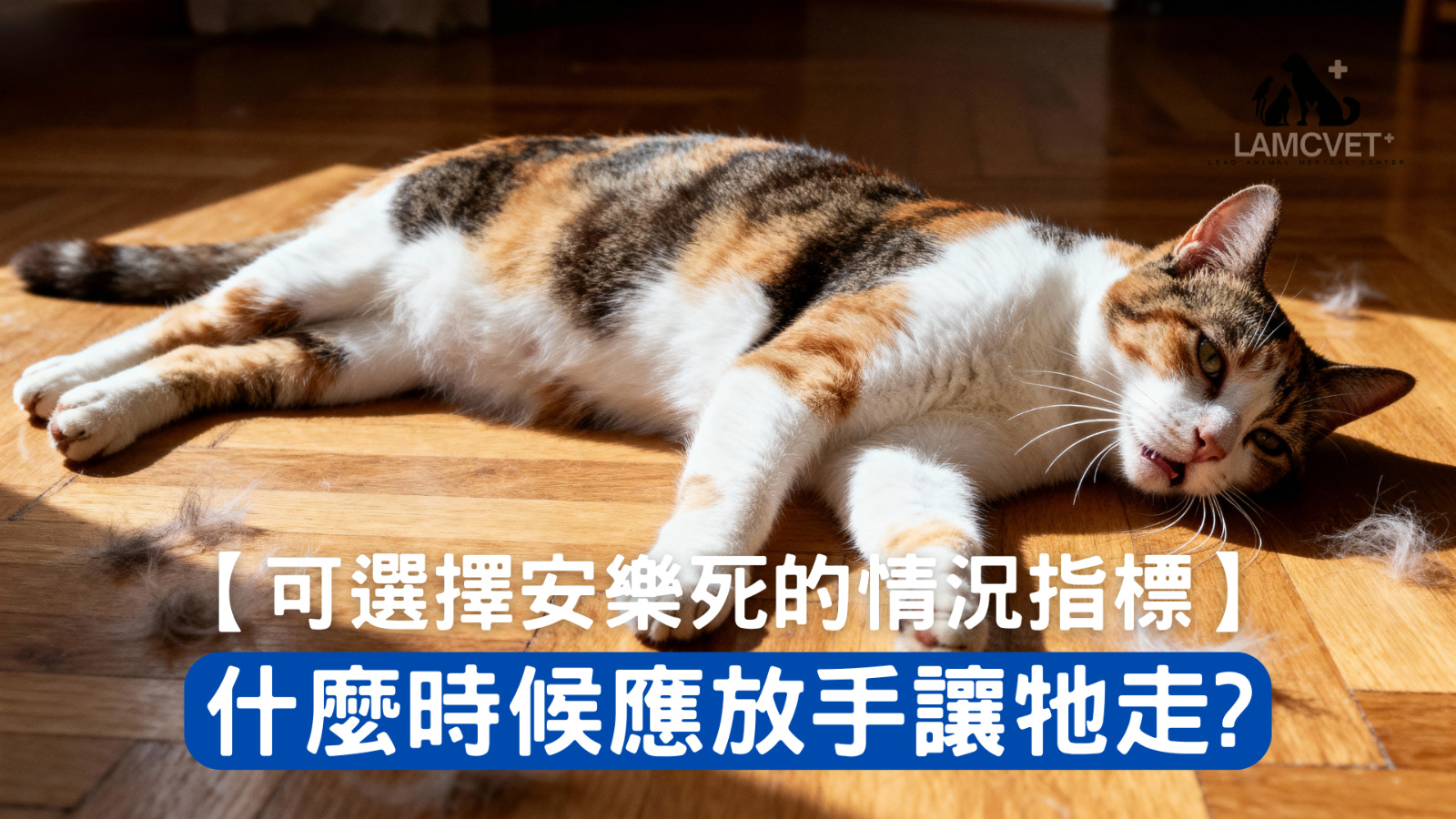 貓咪安樂死情況指標圖解 - 萊奧動物醫療中心